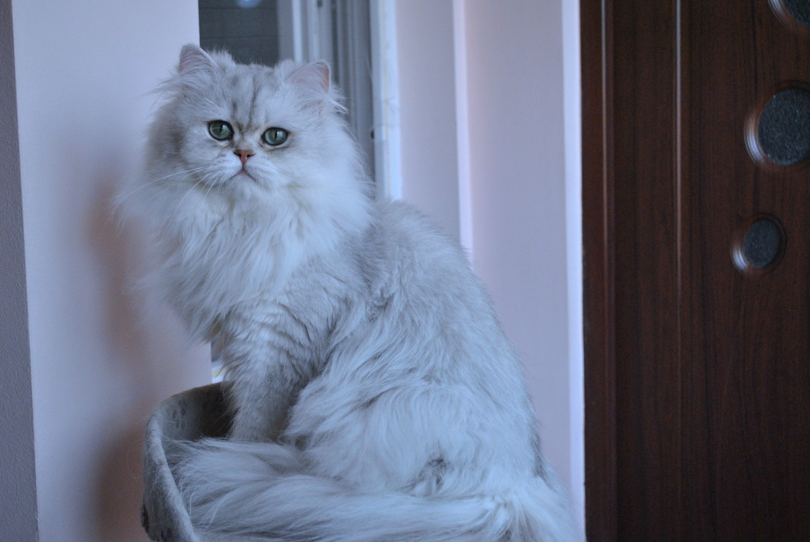 CH. Filigrano Star Raffaello